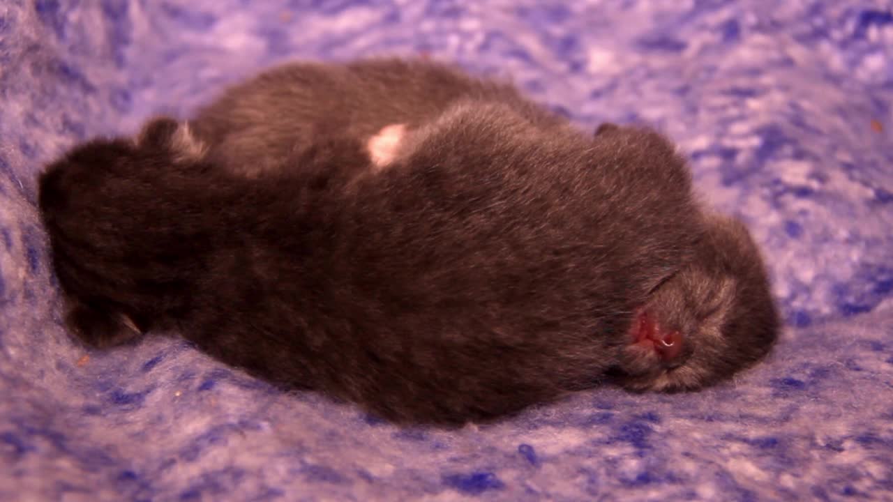 两只熟睡的小灰猫视频素材