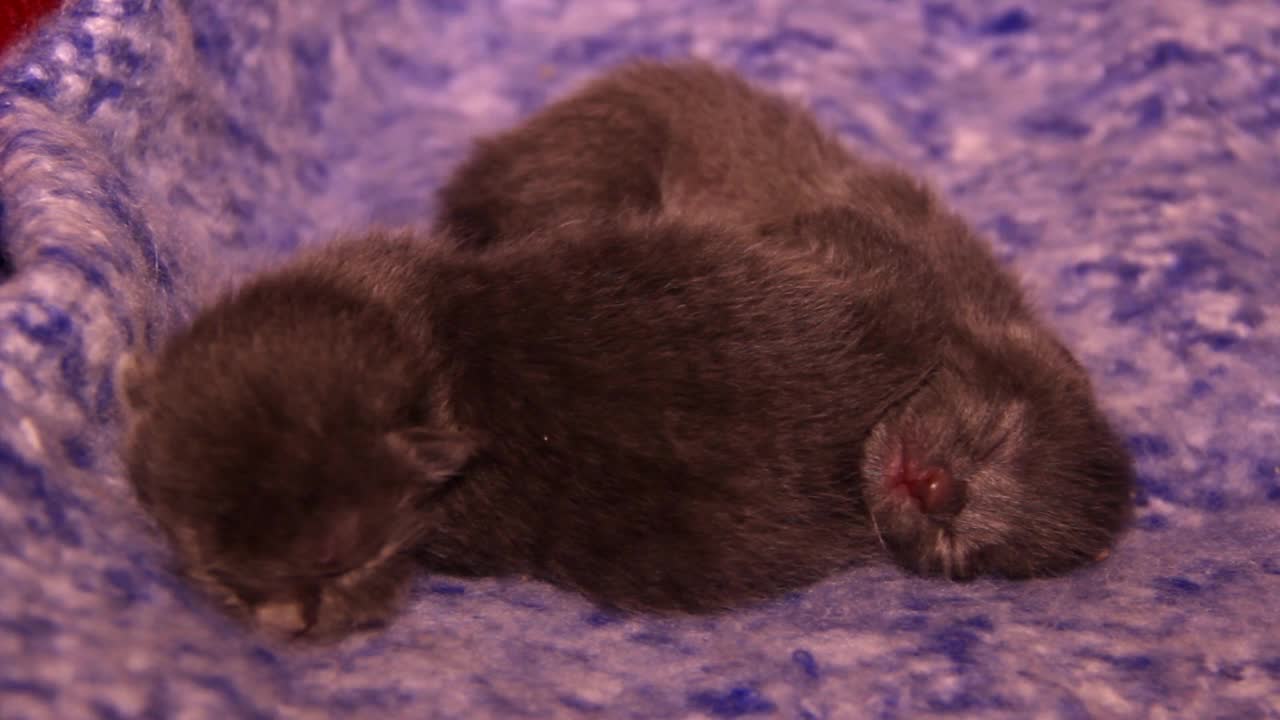 两只熟睡的小灰猫视频素材