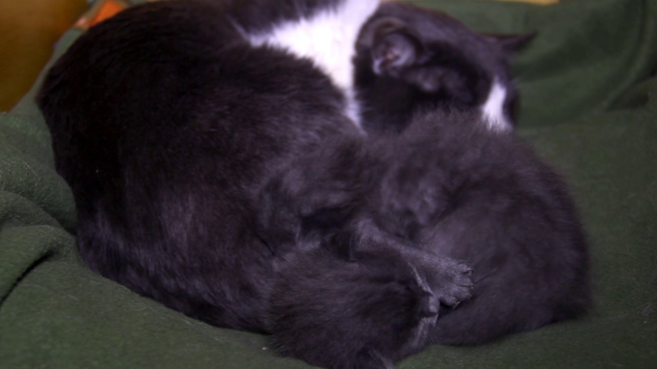两只熟睡的小灰猫和一只大猫视频素材
