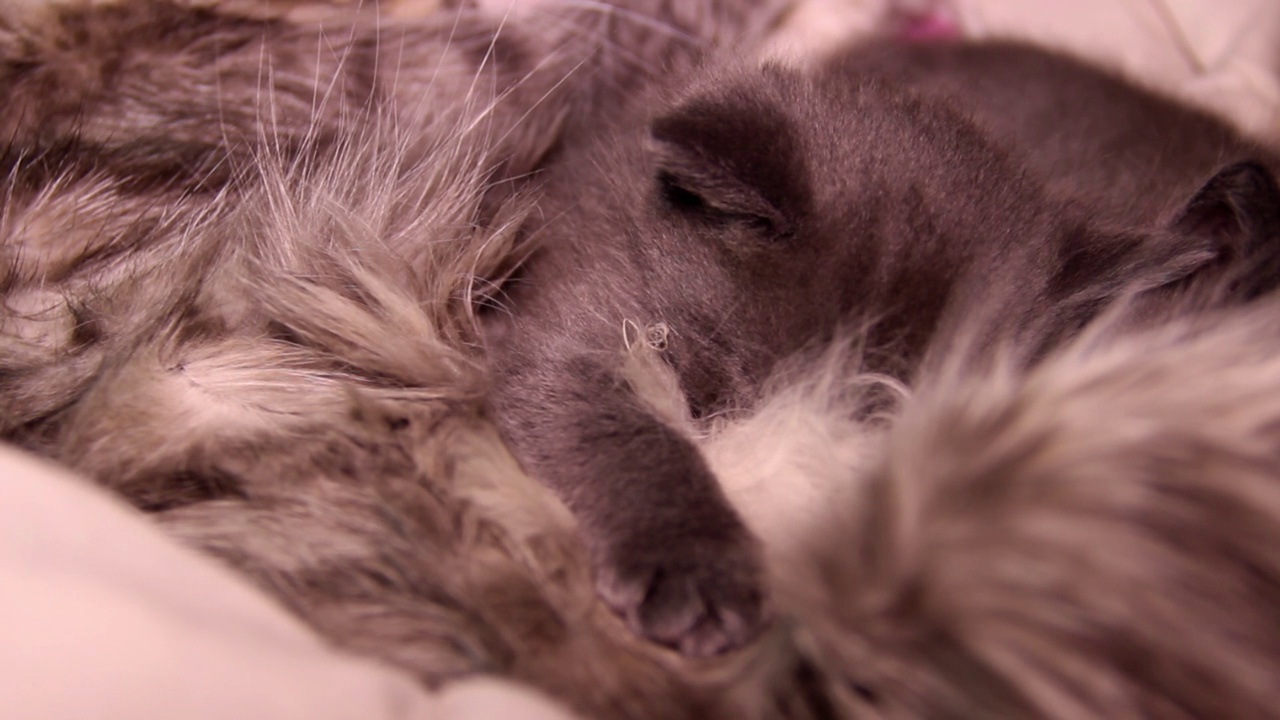 两只熟睡的小灰猫和猫妈妈视频下载