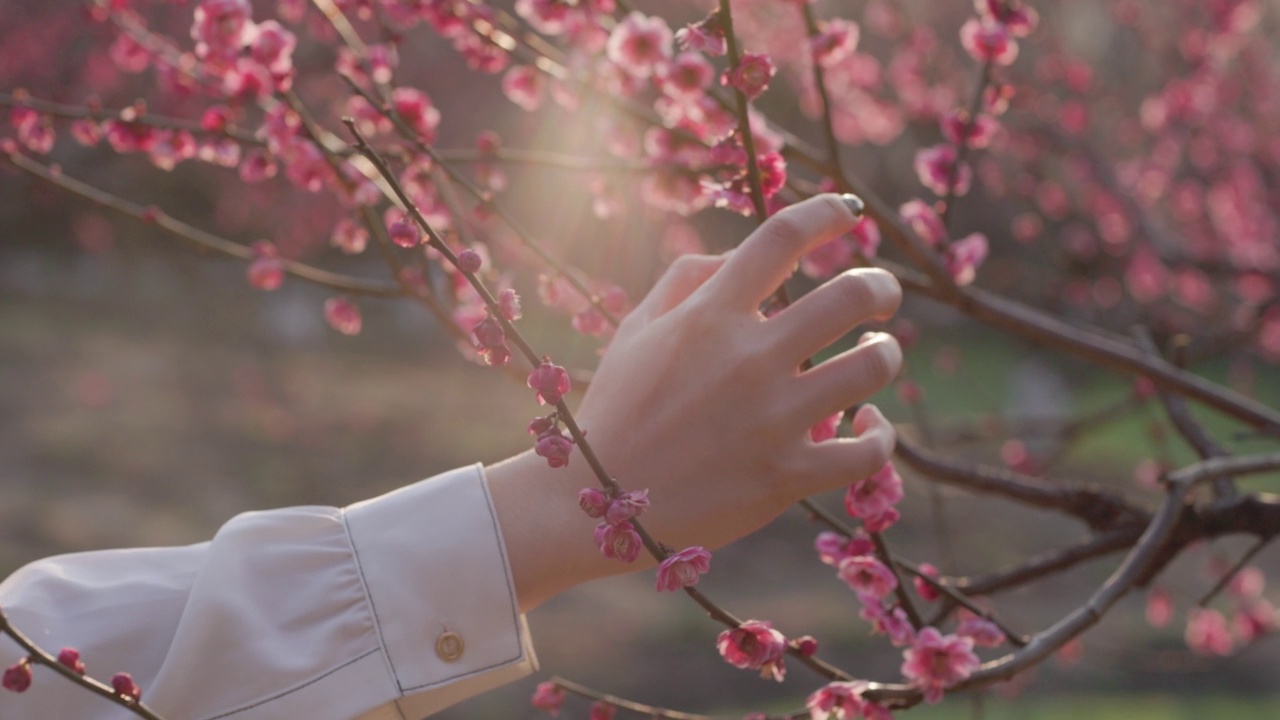 女人的手在夕阳下触摸梅花视频素材