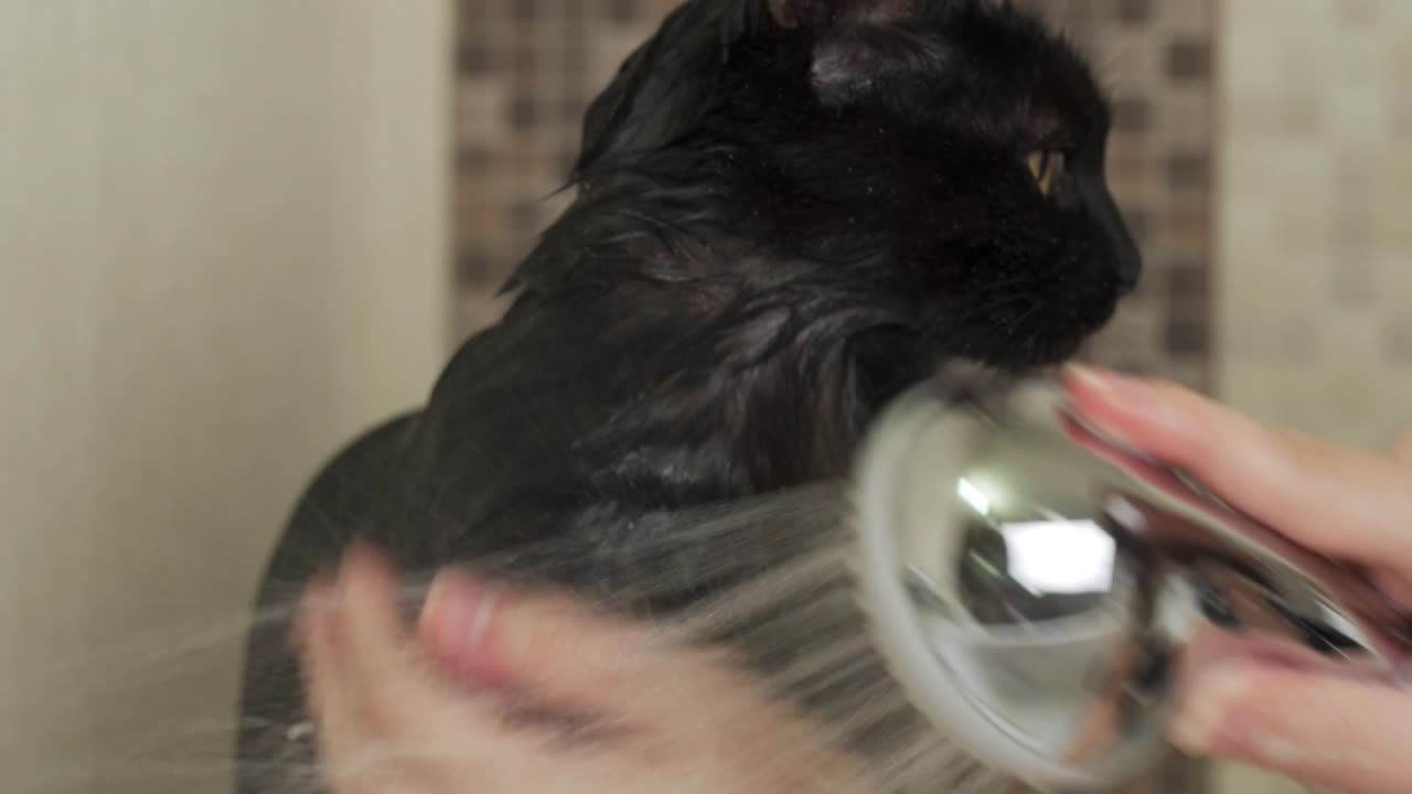 女人手洗猫与淋浴水和洗发水特写视频素材