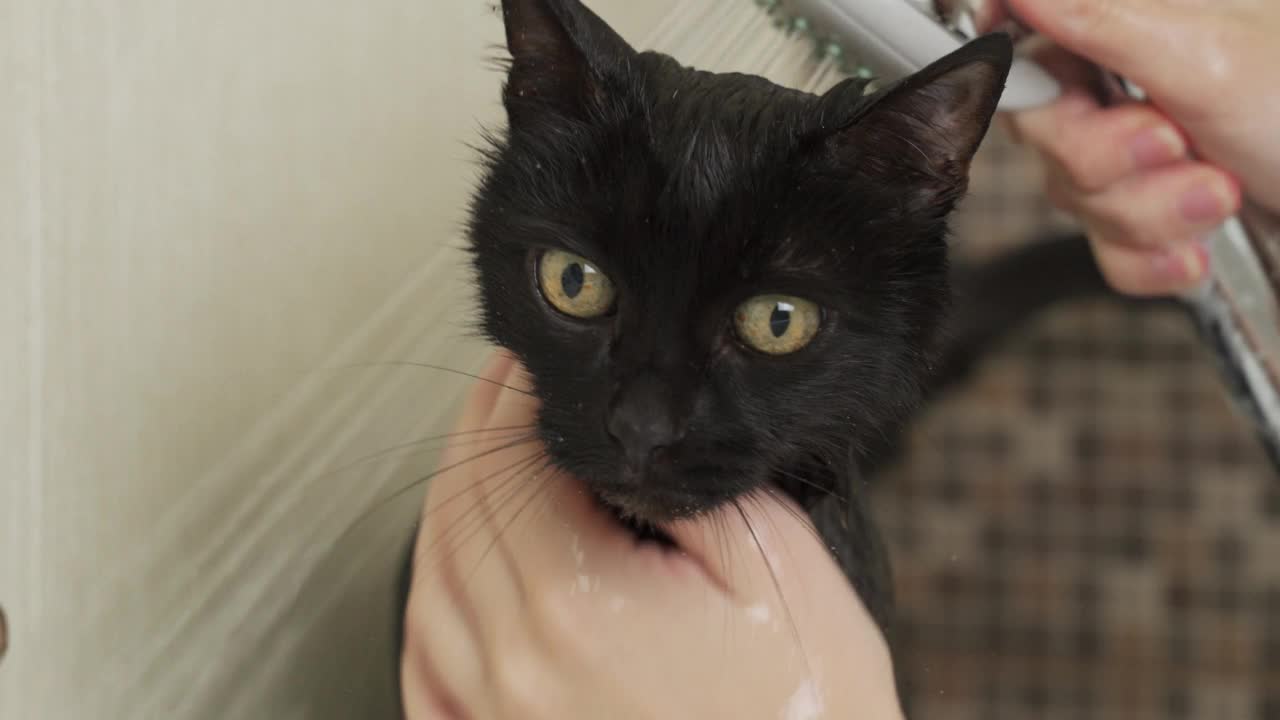 黑猫的口吻与黄色的眼睛在洗澡的特写视频素材