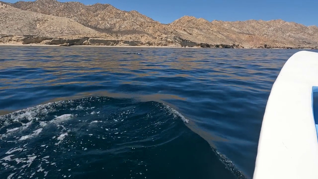 海豚在船旁游泳视频素材
