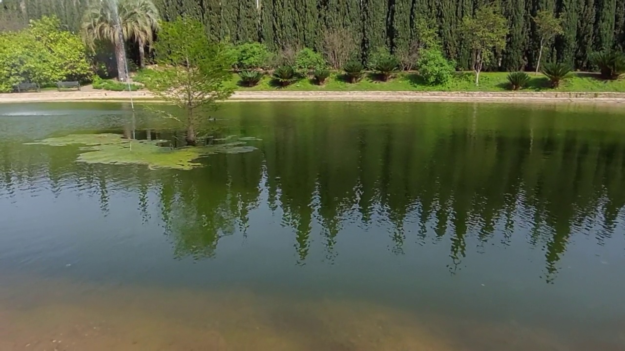 野鸭在湖中游泳，柏树倒影，一股水柱直冲云霄视频下载