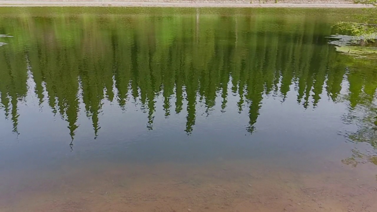 柏树倒映在花园池塘平静的水面上。视频下载