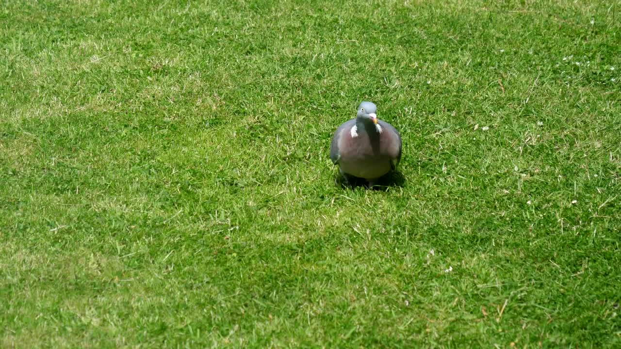野鸽在草丛中寻找食物视频素材