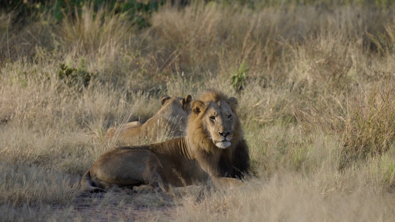特写侧视图美丽的雄狮躺着，看着相机，狮子旁边视频素材