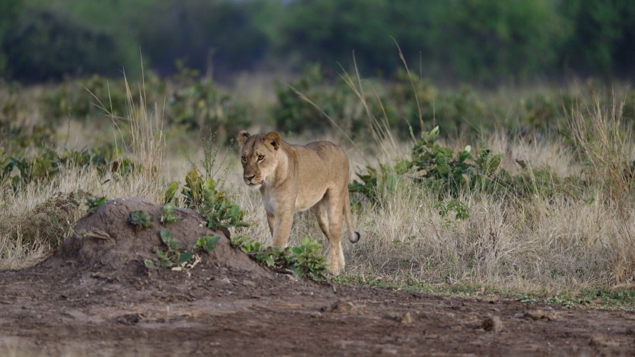 美丽的母狮走向相机的前视图视频素材