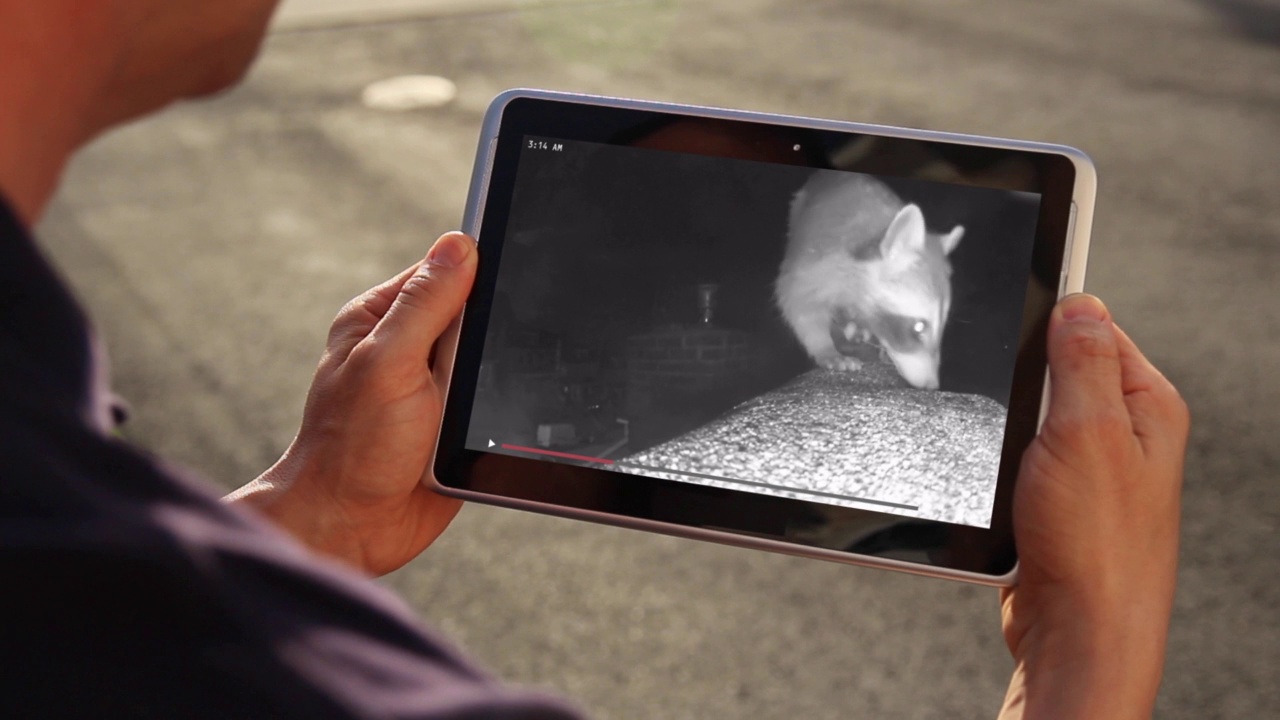 男子看浣熊的家庭安全摄像头视频下载