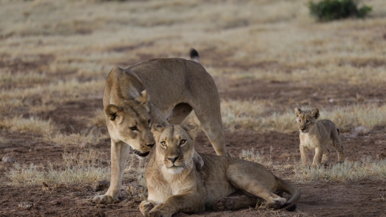 特写:两只母狮子在打架，可爱的小狮子在背景中视频素材