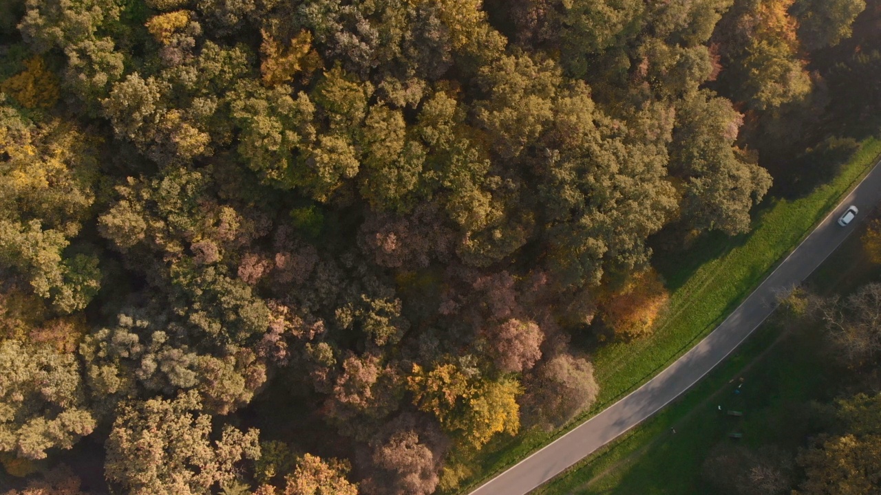 秋天森林中蜿蜒的公路鸟瞰图视频素材