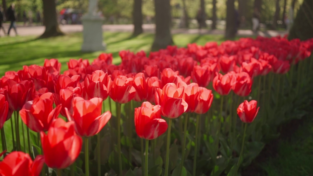 绿色的草坪上有许多美丽的红色郁金香和鲜花。慢动作视频下载