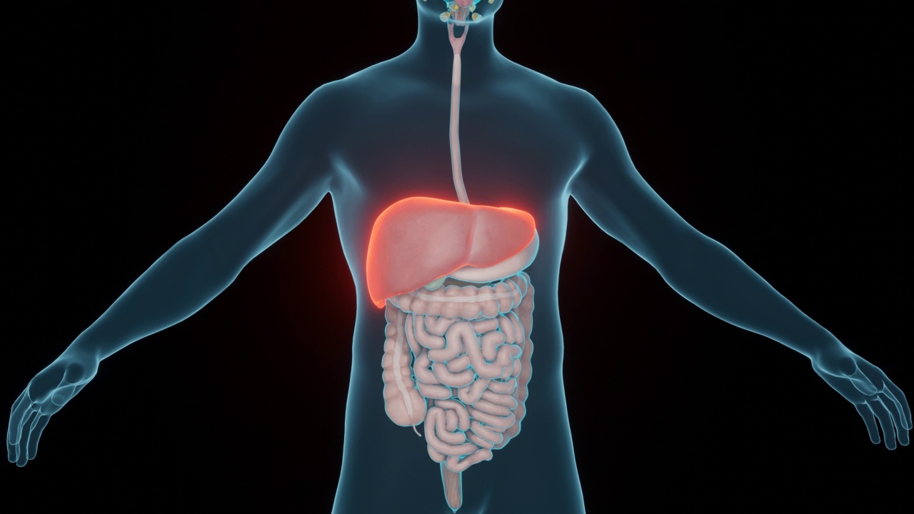 胃肠疾病的诊断概念。肝脏疾病对人体和器官的扫描。3 d渲染。视频素材