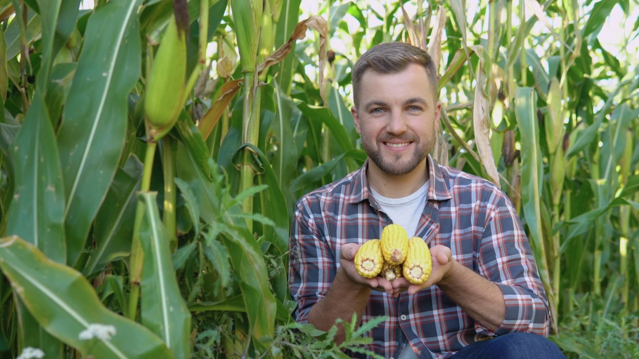 玉米地里的农民或农学家手里捧着年轻的玉米穗视频下载