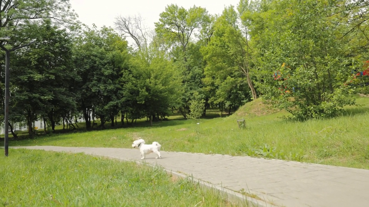 白色的、毛茸茸的马耳他犬在公园里奔跑。视频素材
