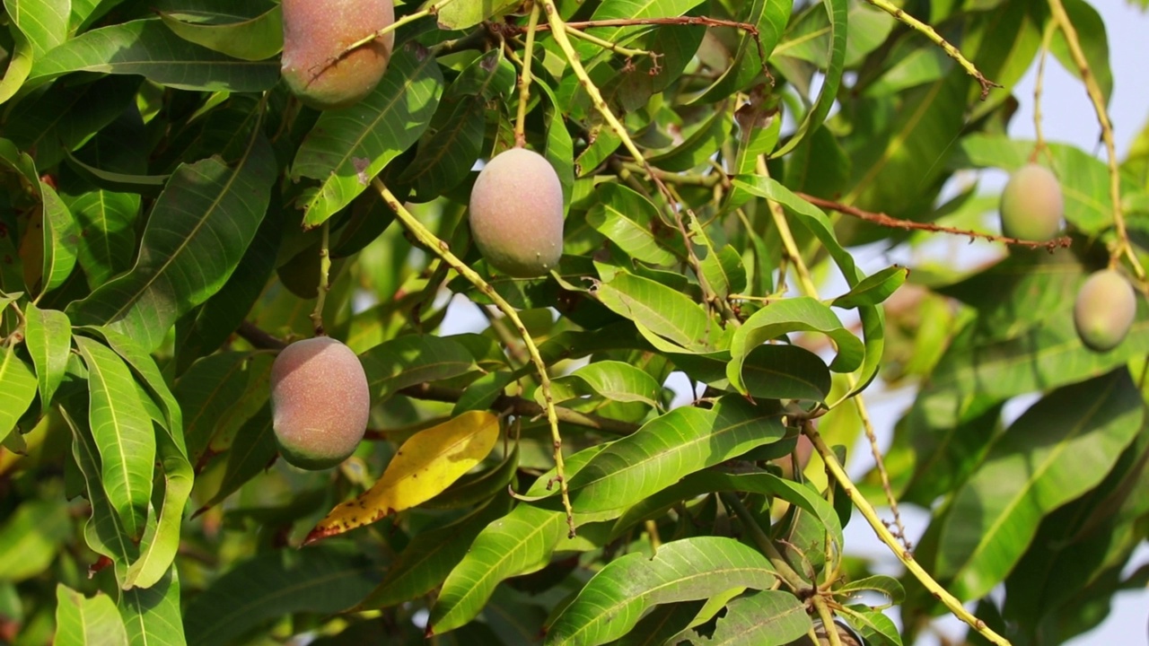 种植芒果，芒果树生绿果在印度马哈拉施特拉邦，芒果果实挂在树上，果实香甜视频素材