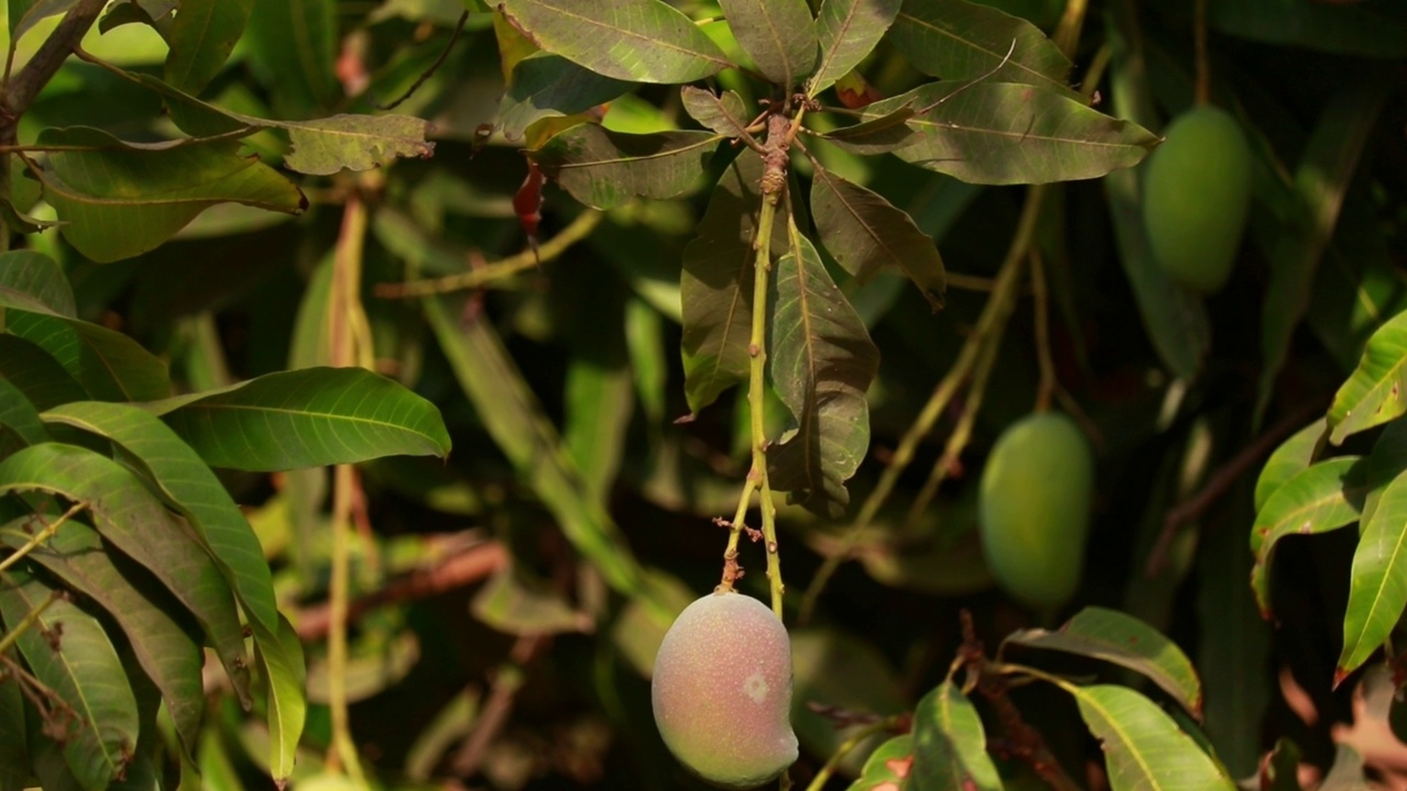 芒果挂在芒果树的树上，在印度流行水果，农业上的芒果水果，农业概念视频素材