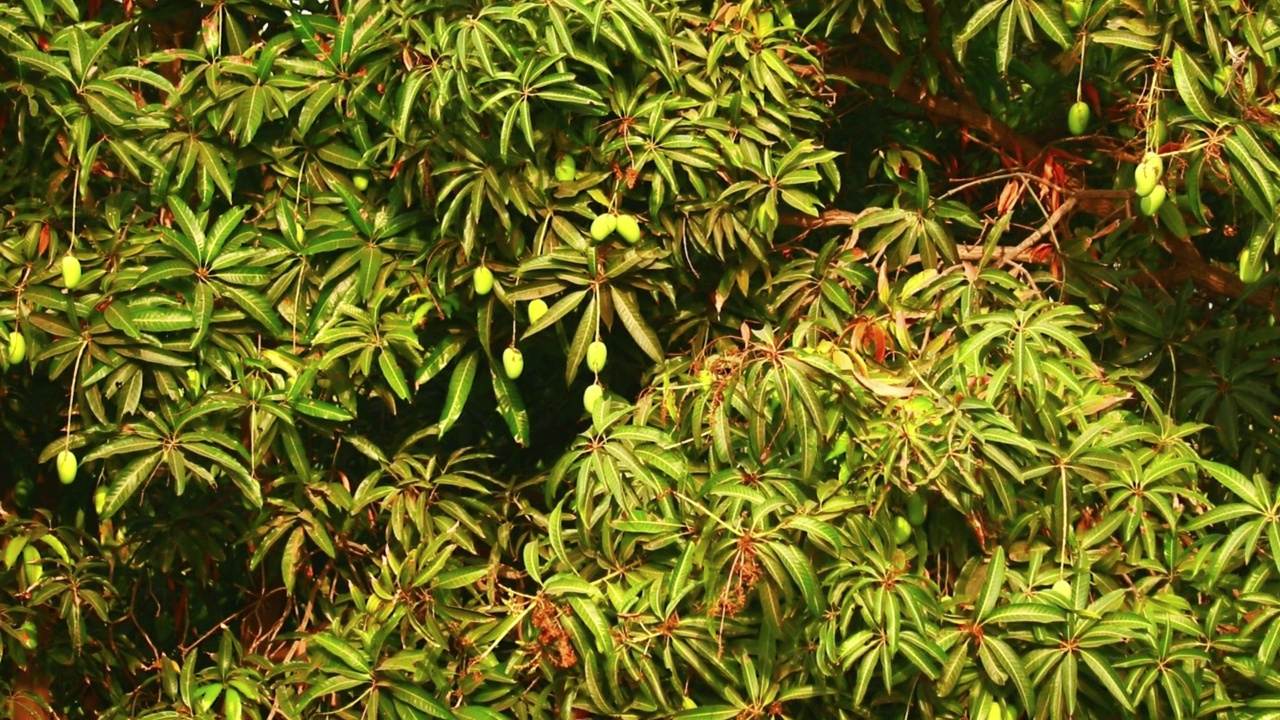 在旁遮普的一棵芒果树上挂着绿色的水果，芒果果实在树上，生芒果果实在树上，芒果农场，农业概念视频素材