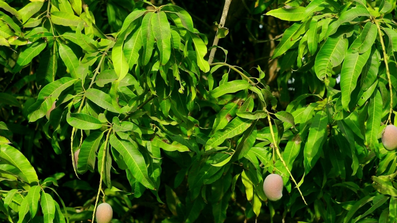 印度古吉拉特邦(Kutch)，多汁的芒果果实挂在树上，许多芒果果实挂在芒果树上的镜头，芒果种植，视频素材
