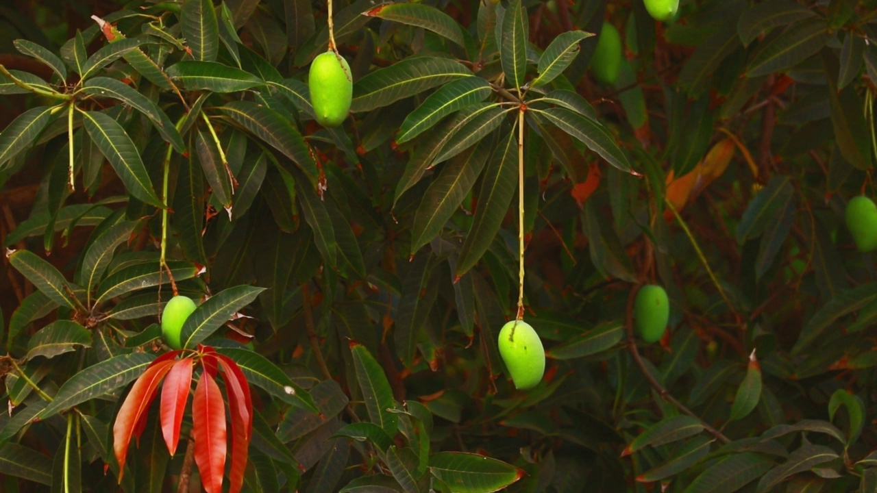 芒果挂在枝头和绿叶上，芒果挂在树上，未成熟的芒果挂在树上，一串串新鲜的芒果挂在树上视频素材