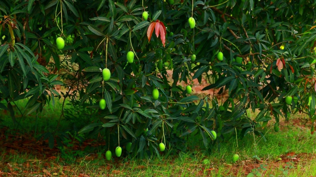 许多年轻的青芒果在花园里的芒果树上，芒果树在树上，种植芒果，在印度马哈拉施特拉邦的芒果树上，视频素材