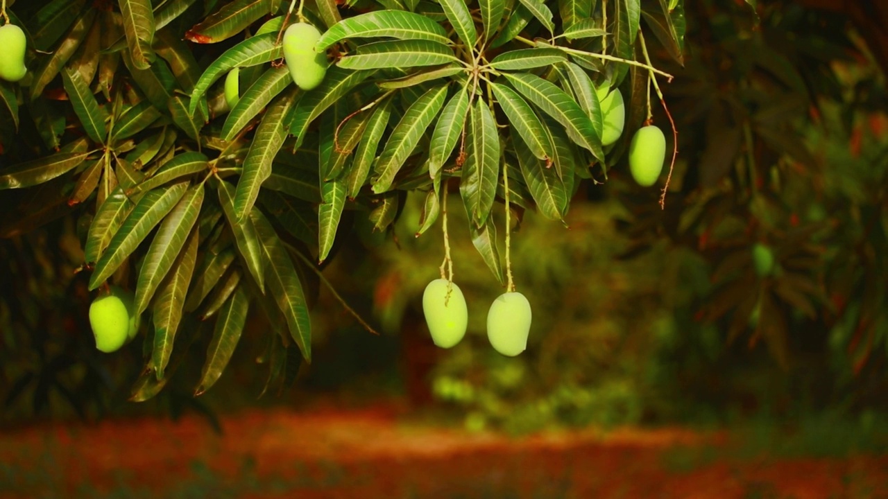 种植芒果，新鲜的芒果挂在树上，小克萨芒果(keri)果实挂在树上，芒果挂在树上视频素材