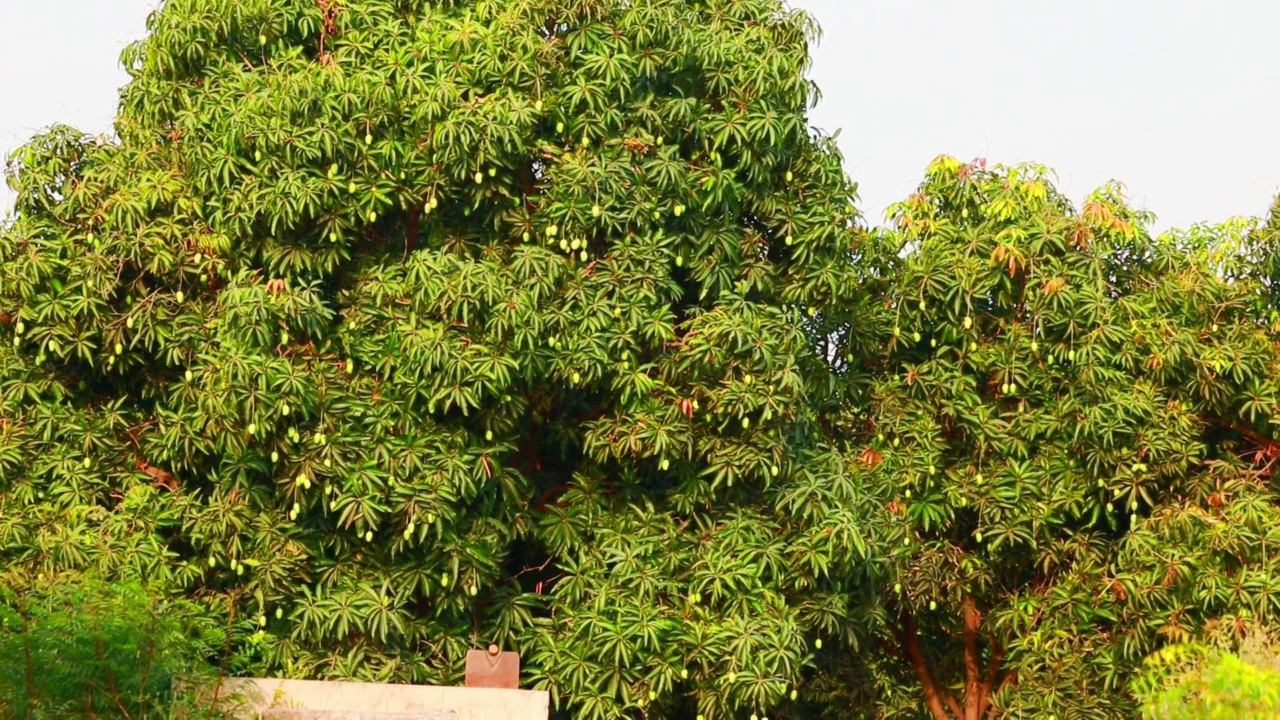 近距离拍摄三个挂在芒果树上的芒果，北方邦坎普尔芒果园里的绿色芒果，树上挂着的芒果，视频素材