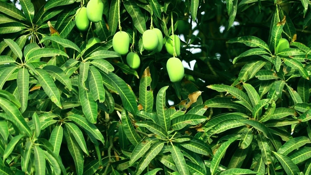 在印度古吉拉特邦，新鲜的芒果挂在树上，农业工业的概念，流行的水果挂在树上视频素材