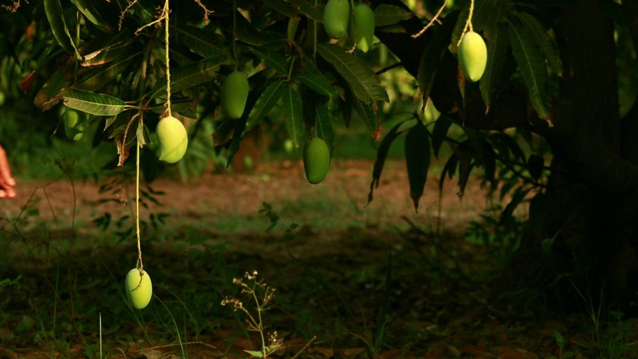 男子在芒果农场或花园里检查芒果，农民正在检查芒果，芒果挂在芒果树上，视频素材