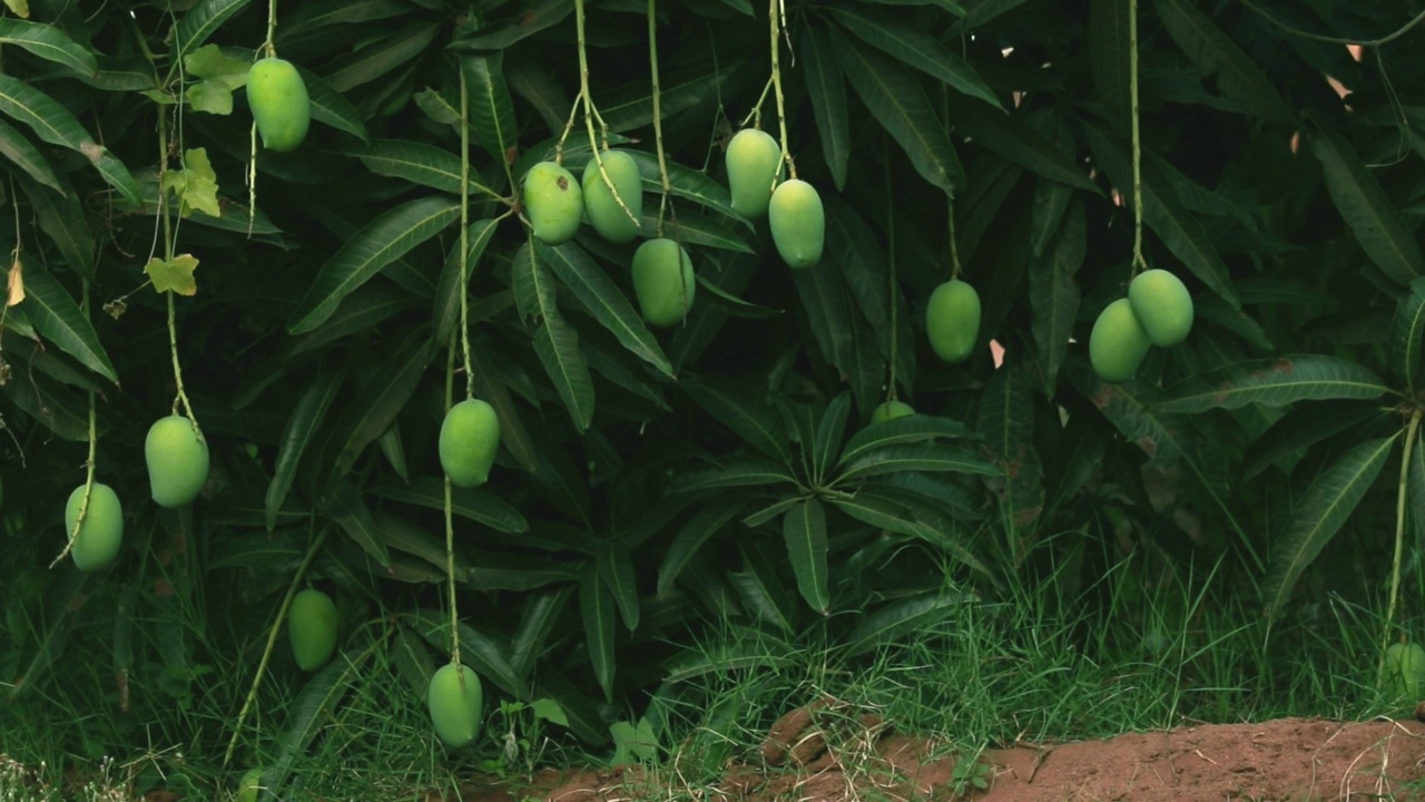 成熟的芒果挂在花园的热带水果的树枝上，克萨尔芒果看起来香甜可口，水果的背景视频素材