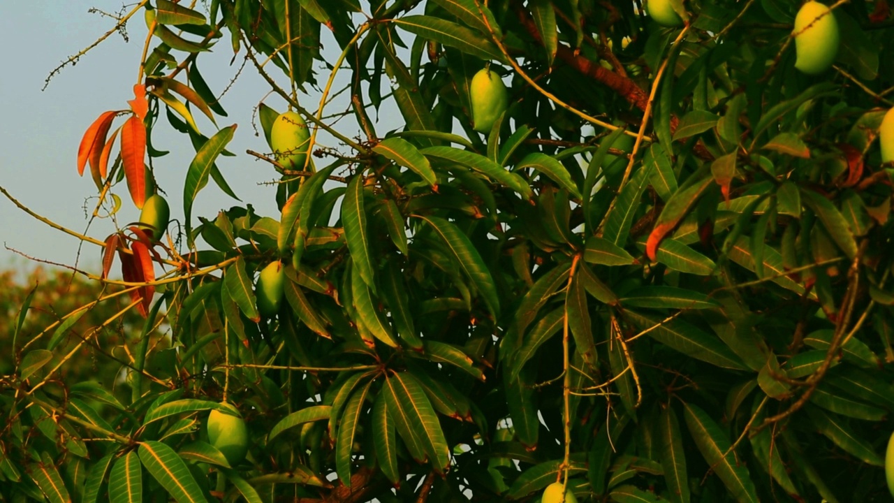 蓝天挂在树上的芒果，树上的芒果，树上的生芒果，美丽的芒果园视频素材