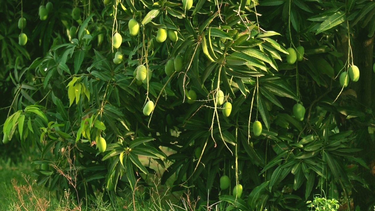 绿色的芒果挂在植物上，叶子模糊的背景，生芒果生长在有机花园，视频素材