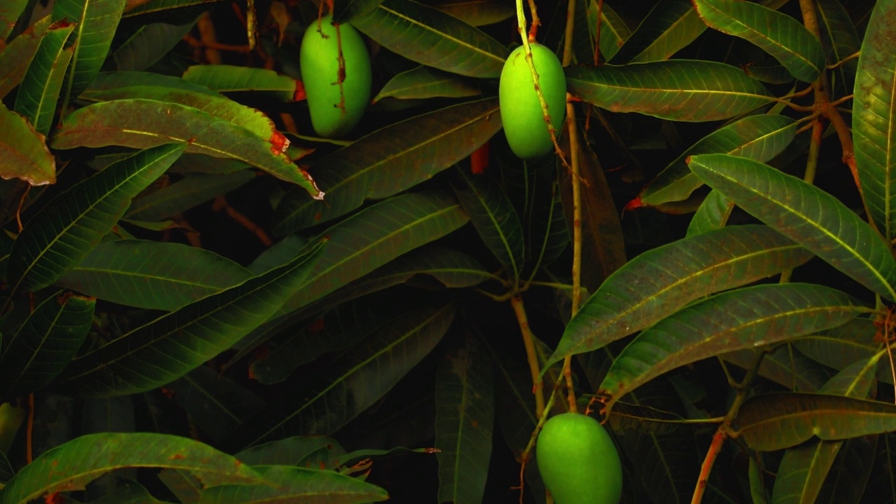 芒果挂在芒果树的树上，在印度流行水果，农业上的芒果水果，农业概念视频素材