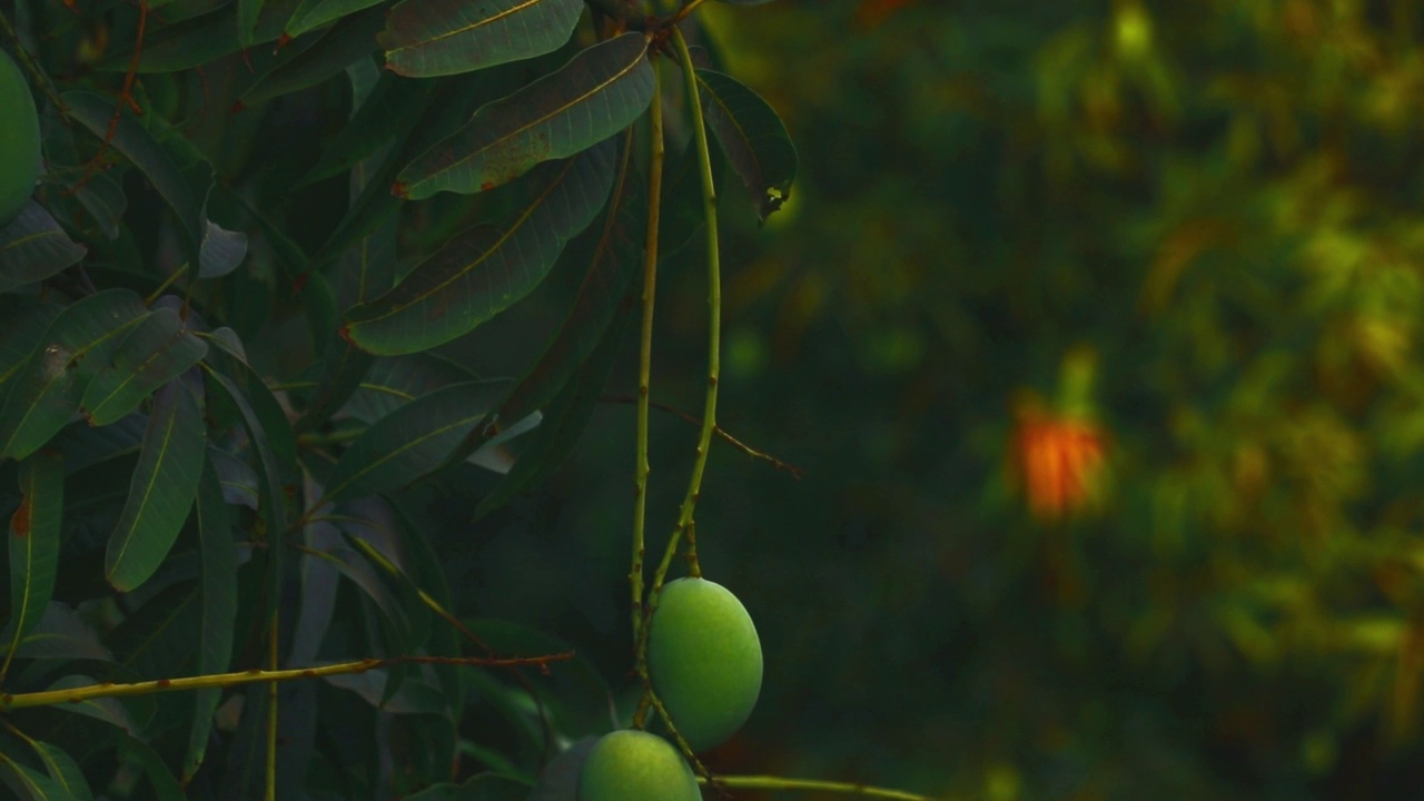 树上的生芒果，芒果果园和准备收割的芒果树，树上的芒果，近距离观察生水果视频素材