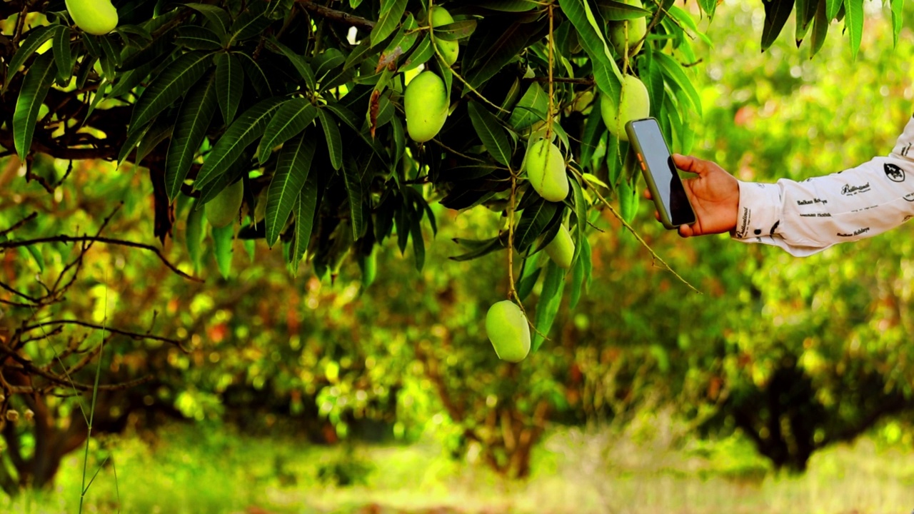 一棵芒果树的树枝上挂着很多芒果，芒果果实，健康营养的食物，很多芒果果实挂在芒果树上的镜头视频素材