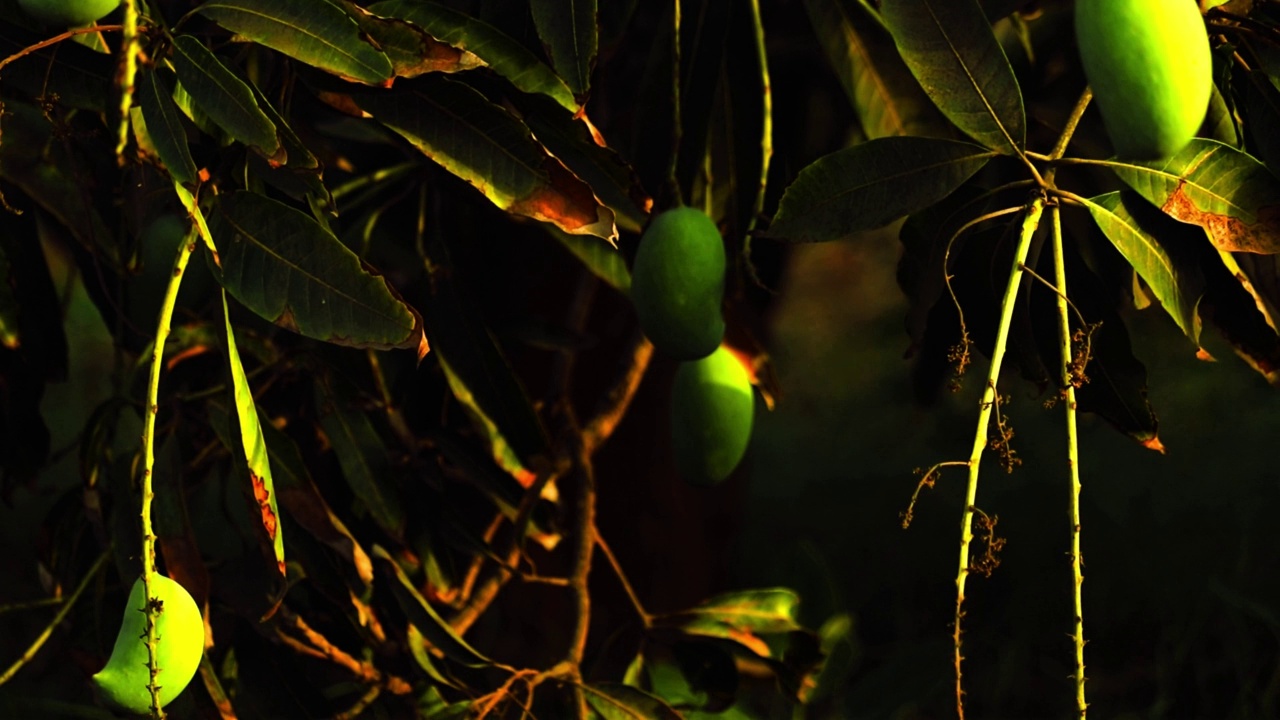 在印度古吉拉特邦，新鲜的芒果挂在树上，小克萨芒果(keri)果实挂在芒果园里的树上视频素材