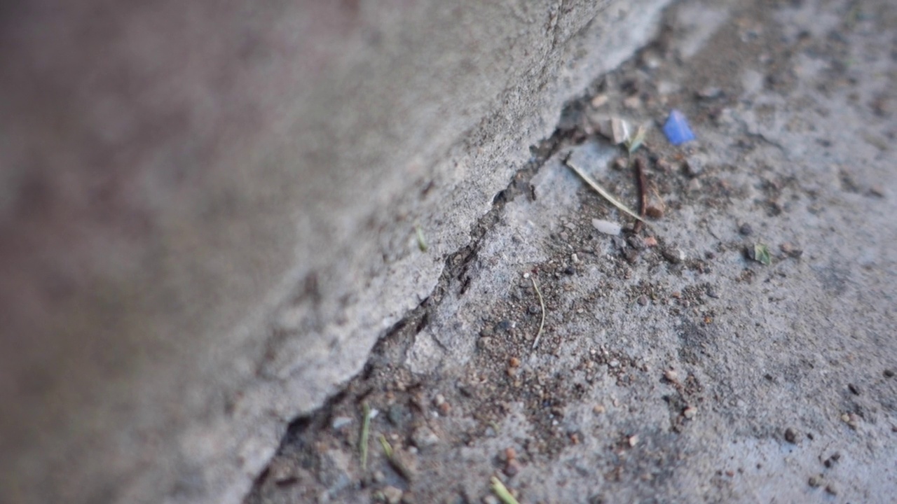 微距拍摄小蚂蚁，勤劳的蚂蚁在工作，视频下载