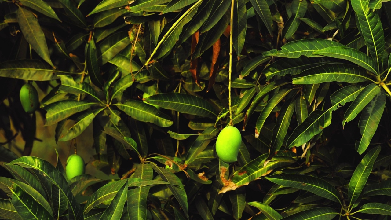挂在树上的芒果在印度古吉拉特邦，新鲜的芒果挂在树上，农业观念，种植芒果视频素材