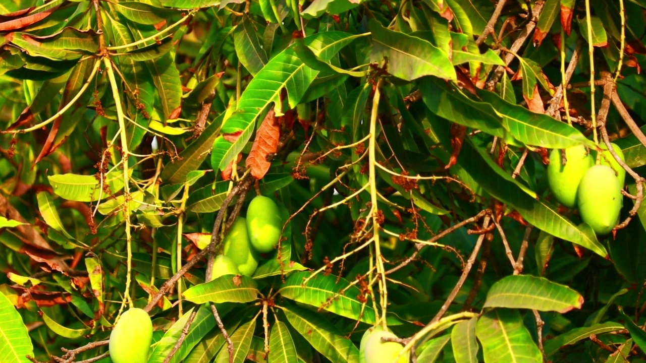 大规模种植芒果，种植有机芒果树，有许多甜熟的芒果果实，随时可以收获，芒果果实挂在树上视频素材