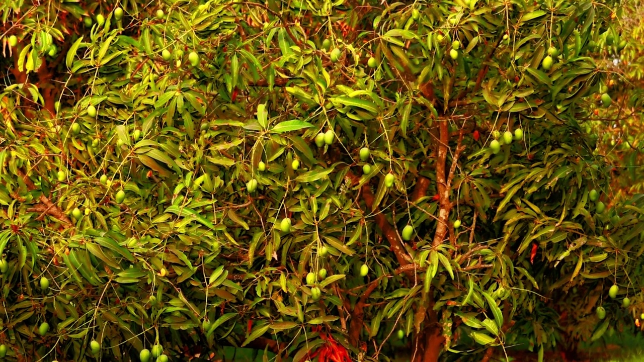 园内大芒果树，农业种植芒果，许多芒果果实挂在芒果树上，栽培芒果，亚洲芒果带树视频素材
