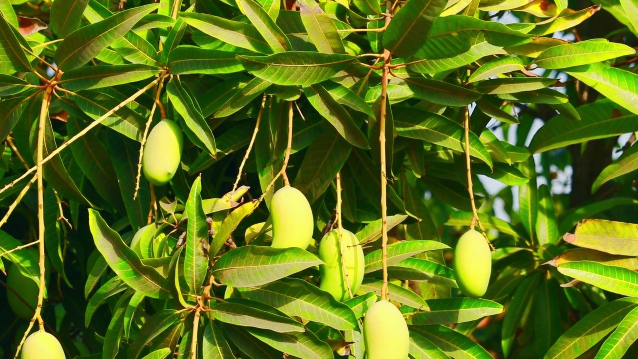 近距离观察生芒果果实，镜头中许多芒果果实挂在芒果树上，有机芒果树种植园中有许多甜熟的芒果果实，准备收割，视频素材
