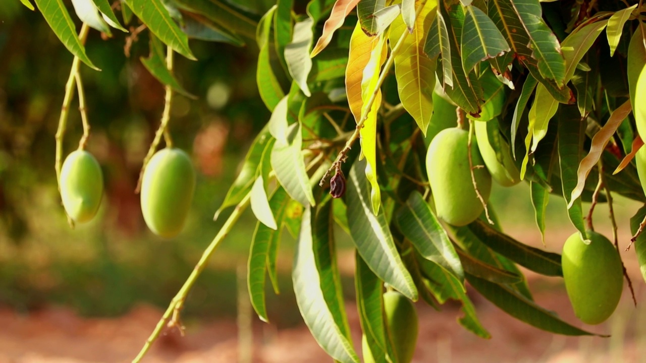 三个芒果果实挂在芒果树上的近景，芒果挂在树上，芒果田，芒果农场，农业概念，视频素材