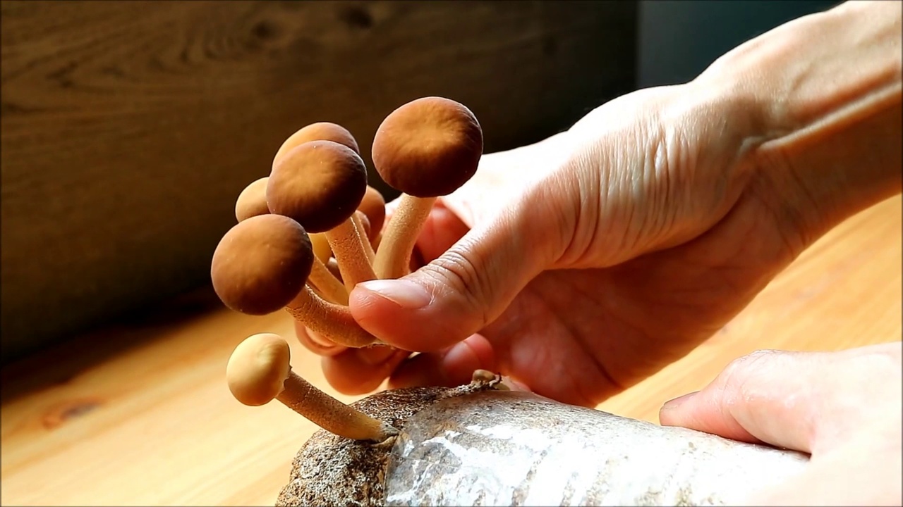 手工收获生长的柳木松茸作为室内植物生长的镜头视频素材