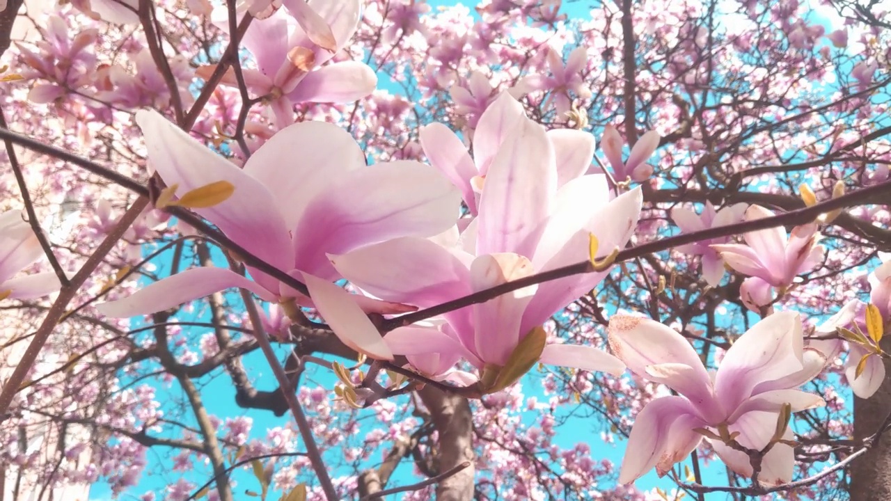 春天，公园里盛开的杜鹃枝头映衬着蓝天。春天植物开花的枝条。热浪来袭视频素材