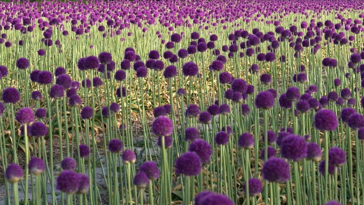 紫色的葱属植物的花视频下载