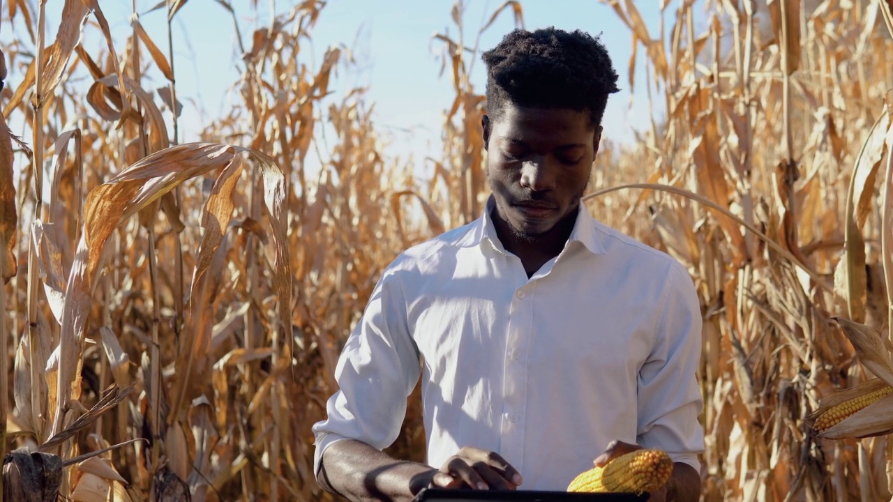 一个年轻的非洲裔美国农学家农民站在玉米田中间，嘴里衔着一颗玉米，正在打印一些东西视频下载