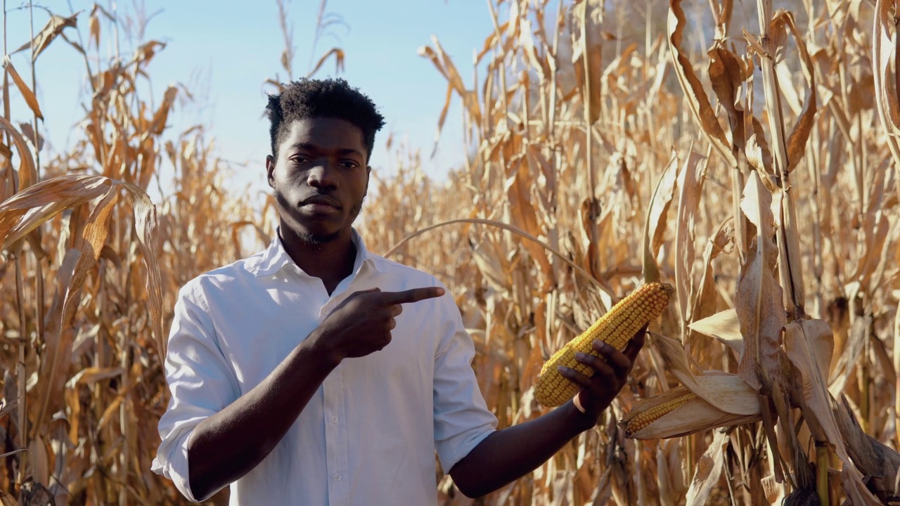 一位年轻的非洲裔美国农学家站在玉米地里，一只手拿着一颗玉米，用另一只手的手指着玉米视频下载