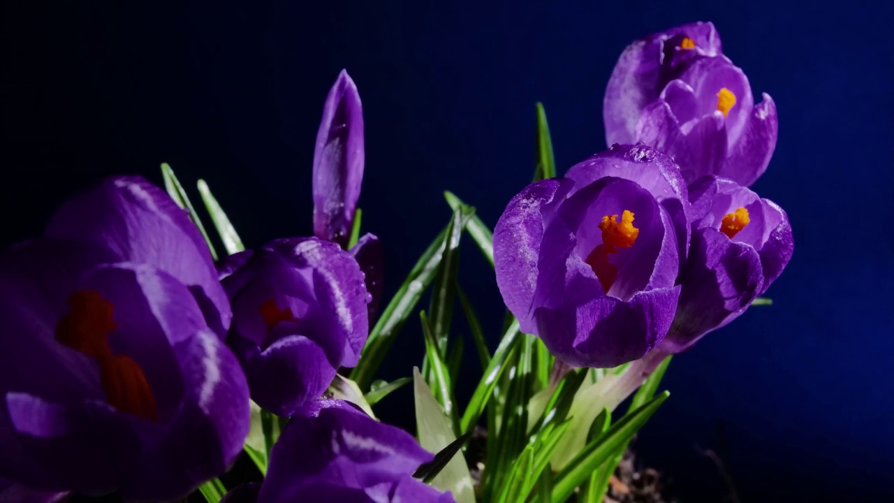 紫色的藏红花在蓝色的背景上盛开视频素材