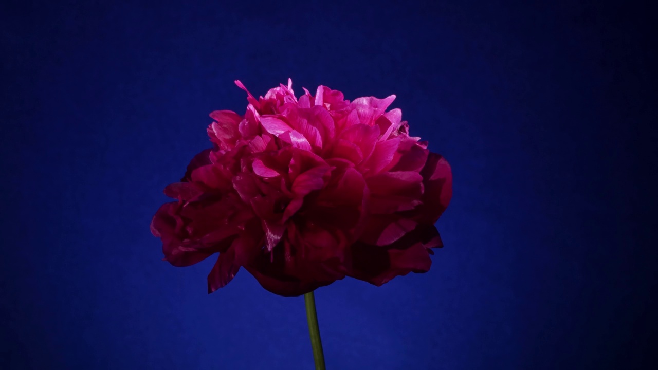 蓝色背景下盛开的红色花朵视频素材